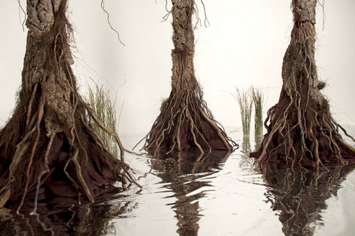 Static: - Cool ideas for swamp Cyprus trees