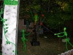 Green Tree Biome Organism Plant