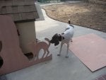 Canidae Dog Dog breed Ratonero bodeguero andaluz Sporting Group