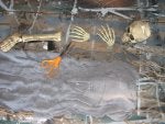 Remove original skeleton parts.jpg