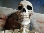 Skeleton Bone Skull Head Jaw