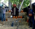 Adaptation Pumpkin Plant Selling Winter squash