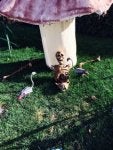 Grass Bird Adaptation Plant Water bird