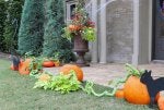 Pumpkin Vegetable Yard Garden Grass