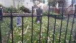 Iron Metal Fence Yard Plant