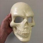 Skull Bone Face Head Jaw